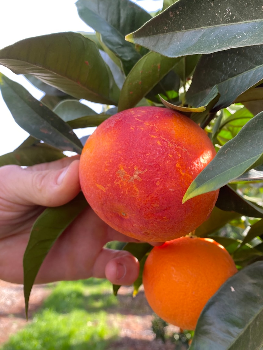 Le Bureau prévoit un climat plus chaud pour la Riverland d’ici 2050 : de mauvaises nouvelles pour les oranges !