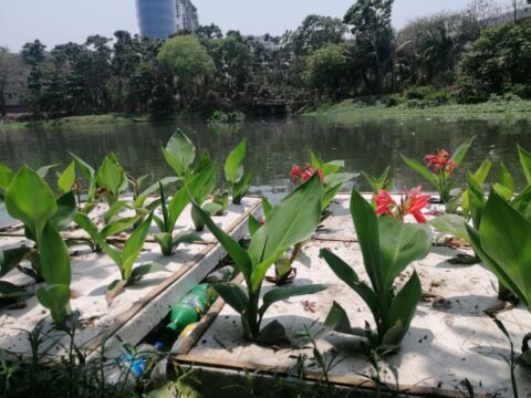 Des Lacs Pollués Renouvelés grâce à des Zones Humides Flottantes Fabriquées à Partir de Déchets !