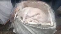 Viande de chien servie à Bengaluru ? Des rapports révèlent l’importation quotidienne de centaines de kilos !