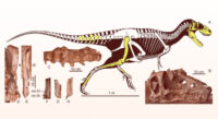 Nouvelle espèce de Tyrannosaure découverte en Chine : une révélation fascinante !