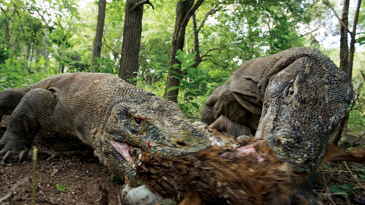 Les dragons de Komodo possèdent des dents recouvertes de fer : une première mondiale chez les reptiles !