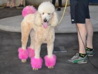 Jours de chien : Un carnaval canin attire des centaines de passionnés au cœur de Windsor !