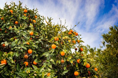 Les oranges de Floride résisteront-elles à une nouvelle saison des ouragans ?