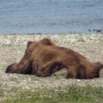 C’est la saison du « sploot » : Les animaux se mettent en scène pour se détendre !