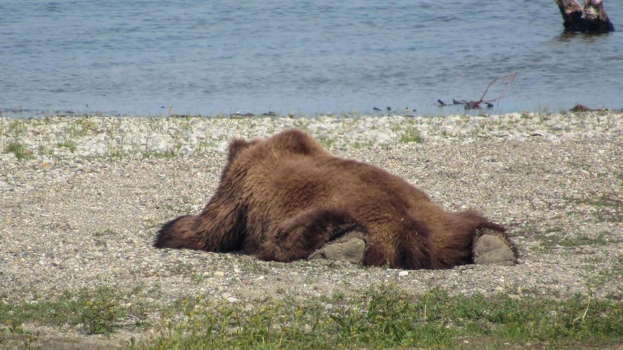 C’est la saison du « sploot » : Les animaux se mettent en scène pour se détendre !