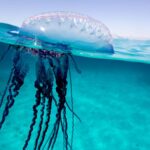 Nouvelle espèce de méduse portugaise découverte dans la mer de Tasman : une merveille des profondeurs !