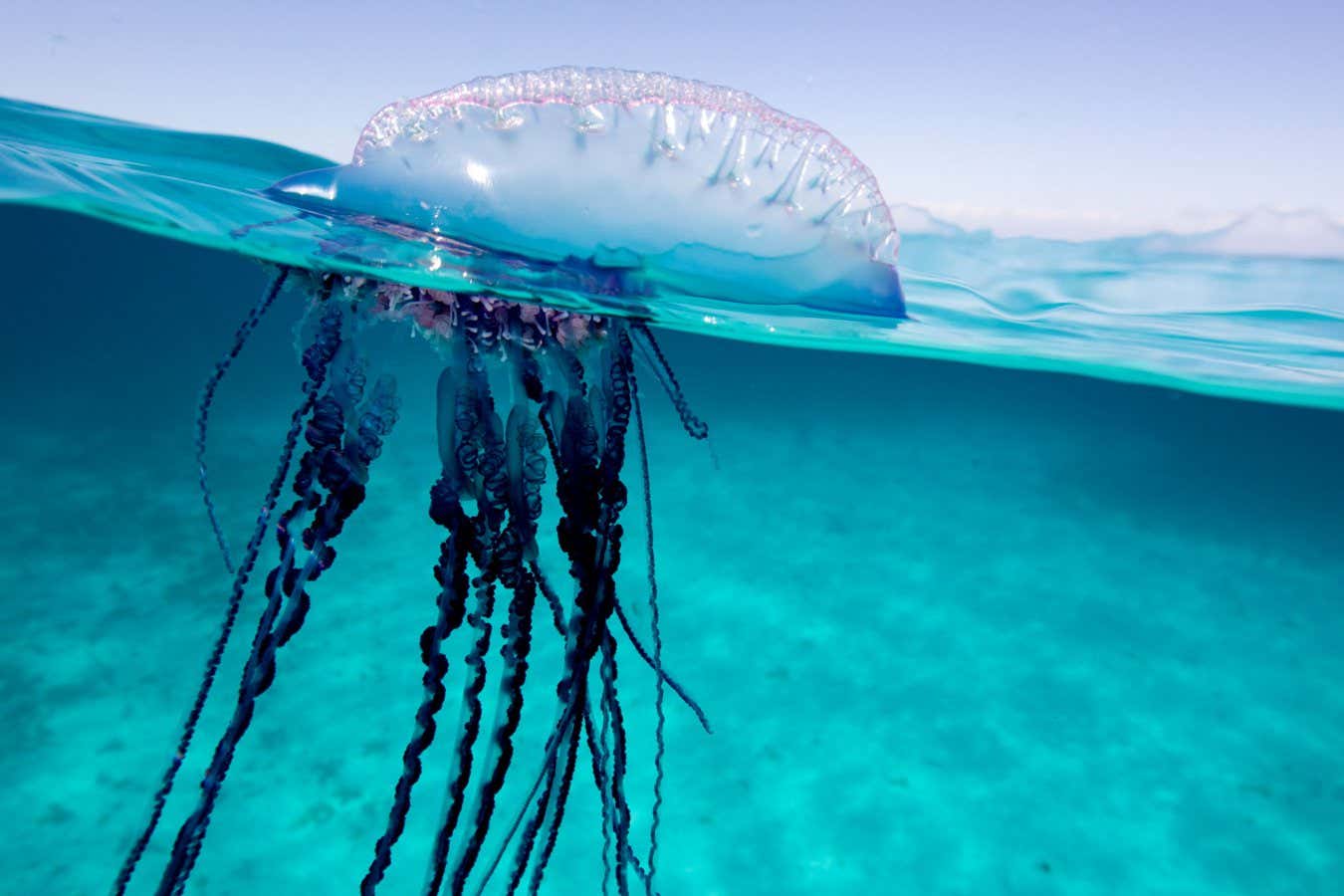 Nouvelle espèce de méduse portugaise découverte dans la mer de Tasman : une merveille des profondeurs !