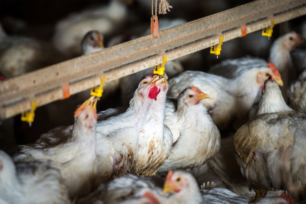 Grippe Aviaire : 5 Nouveaux Cas chez des Travailleurs Avicoles du Colorado, Doubles le Bilan de l’Année aux États-Unis !