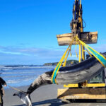 Une baleine ultra-rare jamais vue vivante s’échoue sur une plage de Nouvelle-Zélande : les scientifiques s’apprêtent à l’étudier pour la première fois !