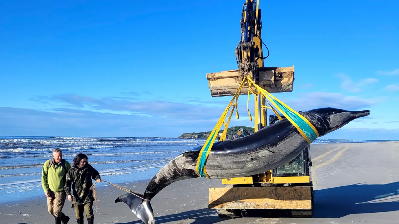 Une baleine ultra-rare jamais vue vivante s’échoue sur une plage de Nouvelle-Zélande : les scientifiques s’apprêtent à l’étudier pour la première fois !