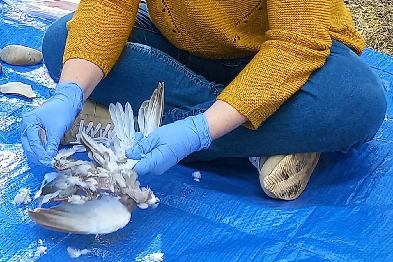 Les talents culinaires des Néandertaliens à l’épreuve : oiseaux et outils en pierre au menu !