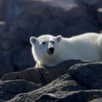 Un ours polaire du zoo de Calgary meurt à cause d’un jeu brutal avec un autre ours : une tragédie inattendue !