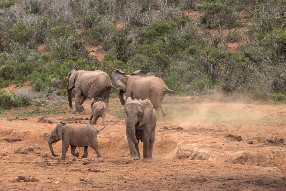 La Peur des Éléphants Face aux Abeilles : Une Solution pour Sauver ces Géants et Aider les Agriculteurs Locaux !