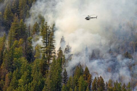 L’effondrement d’un des principaux puits de carbone de la Terre en 2023 : un signal d’alarme pour notre planète !