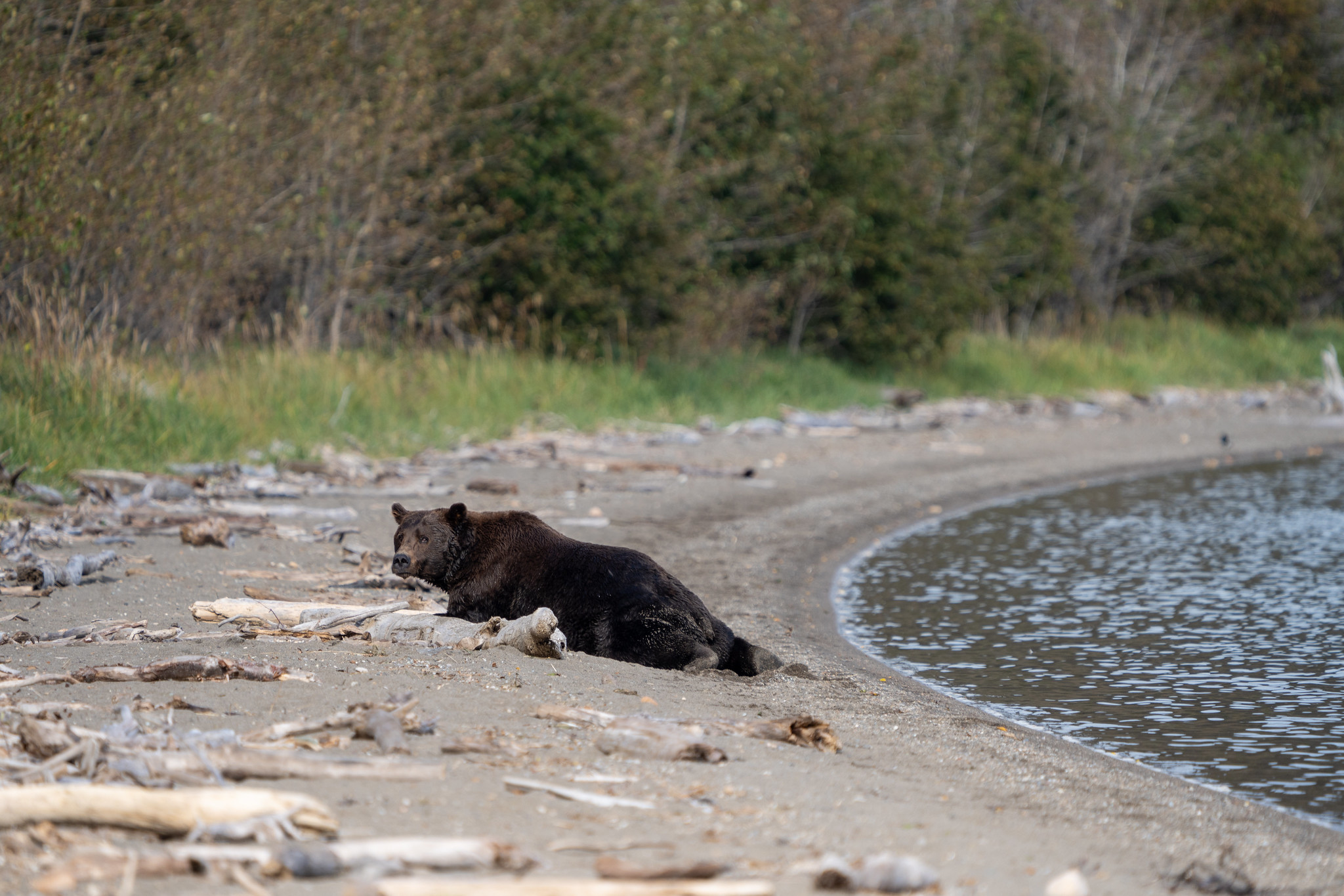 un ours allongé sur une plage de sable