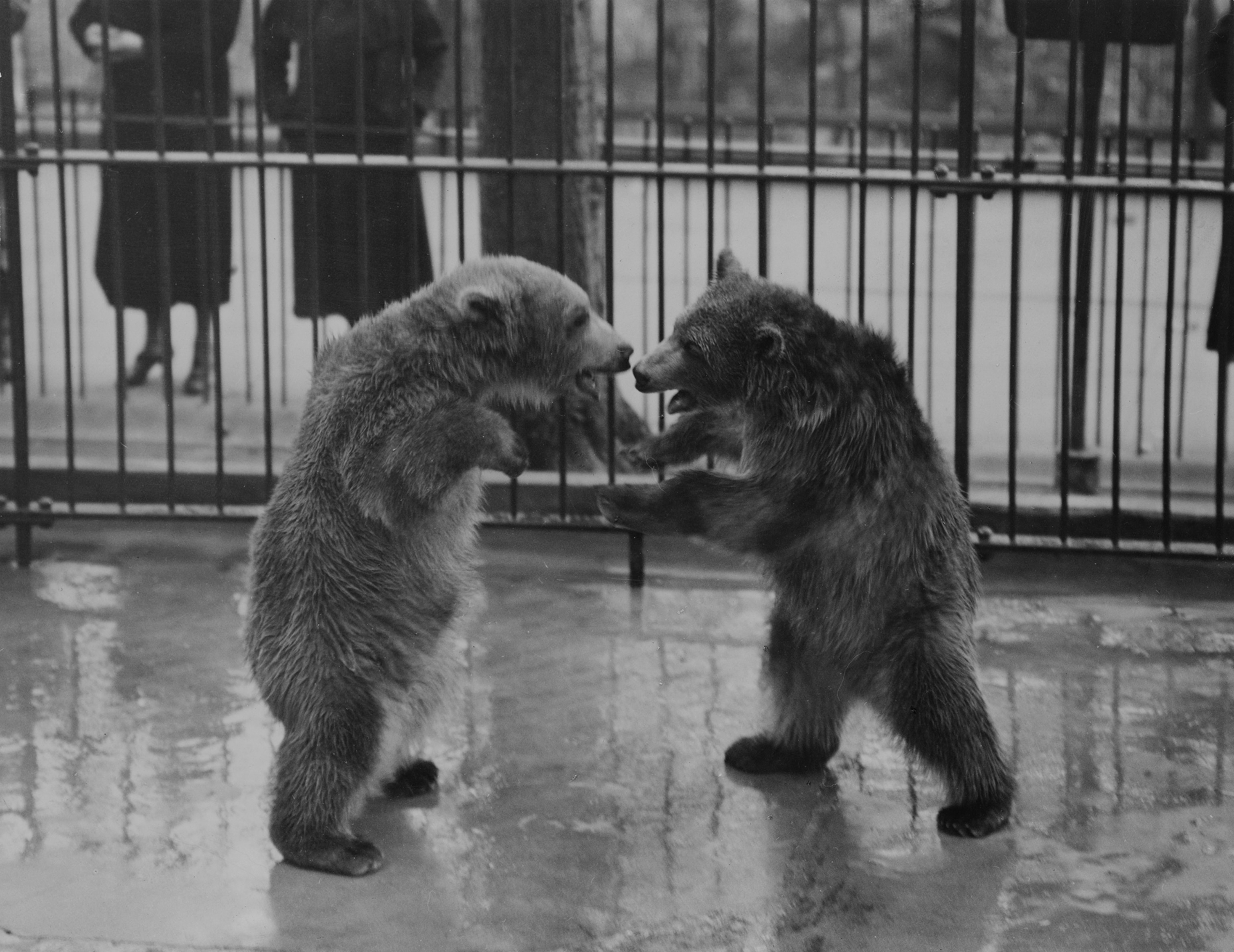 Une image en noir et blanc de deux petits ours sur leurs pattes arrière dans une cage, se faisant face, photographiés de profil.