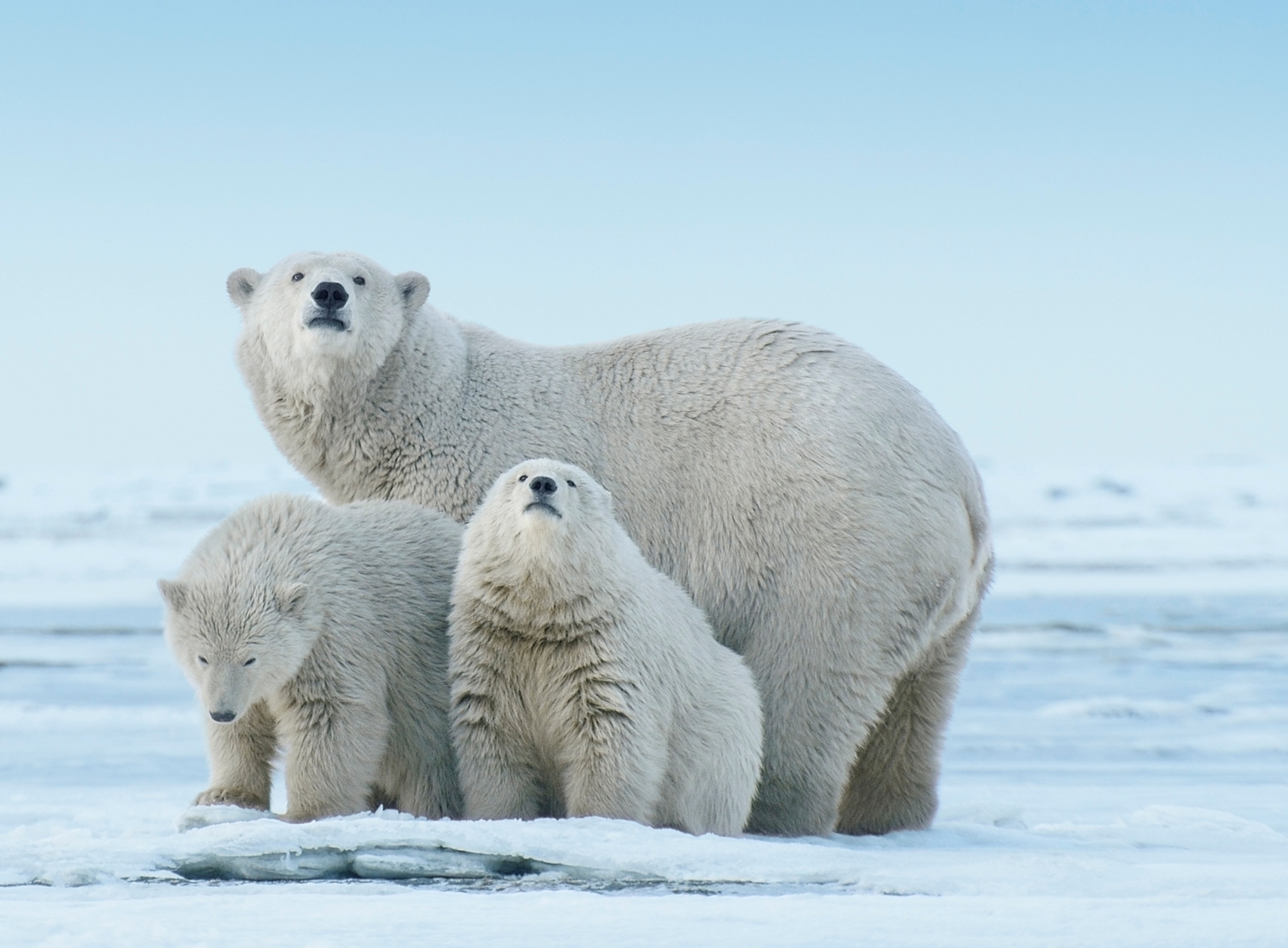 Un grand ours à la fourrure blanche se tient avec deux petits ours à la fourrure blanche sur la glace.