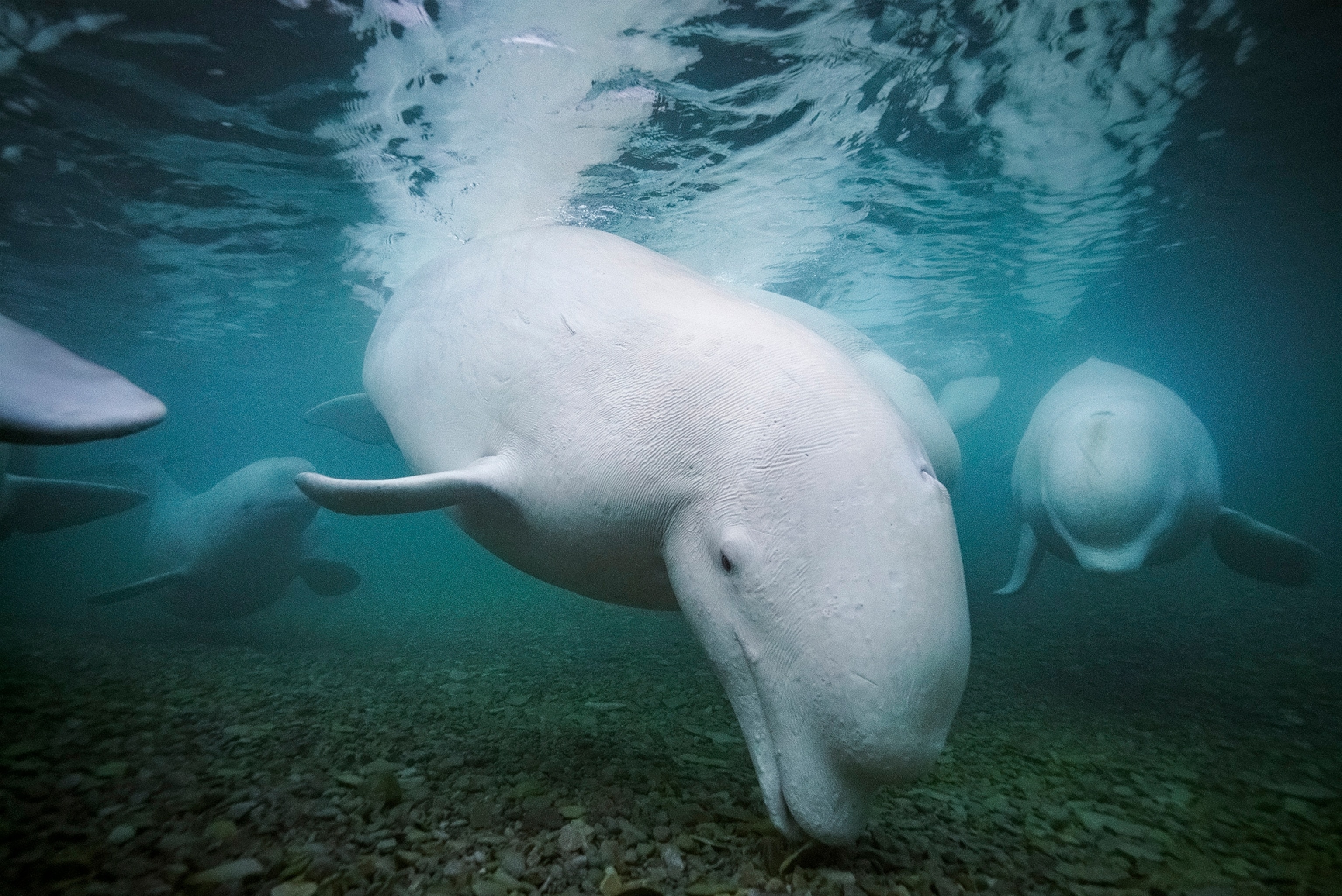 Une baleine blanche avec une tête bulbeuse est photographiée de très près avec la même espèce nageant derrière elle, des bulles s'élevant autour de leurs corps dans l'eau.