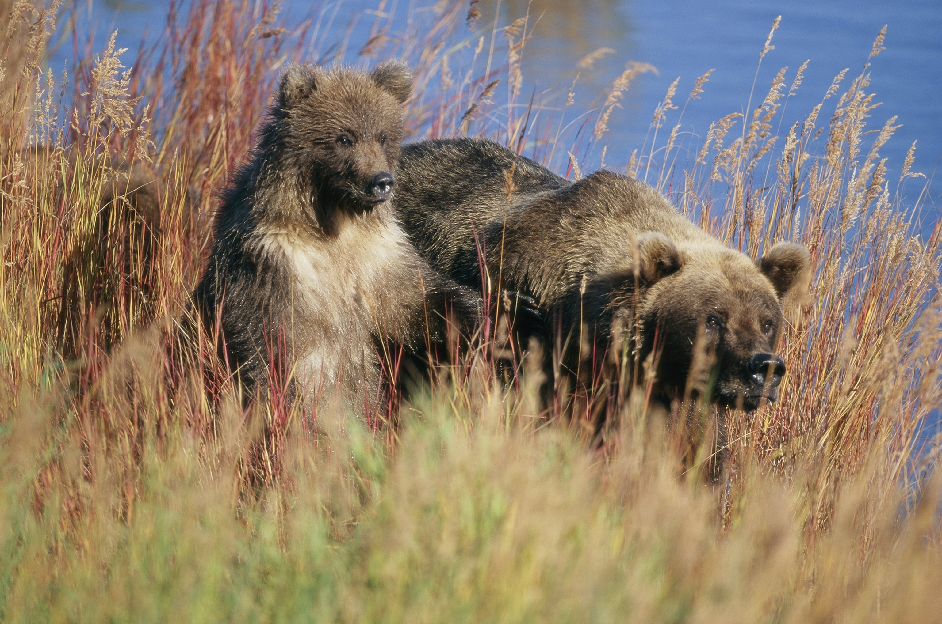 Un grand ours à la fourrure sombre avec des ours plus petits dans une herbe haute.