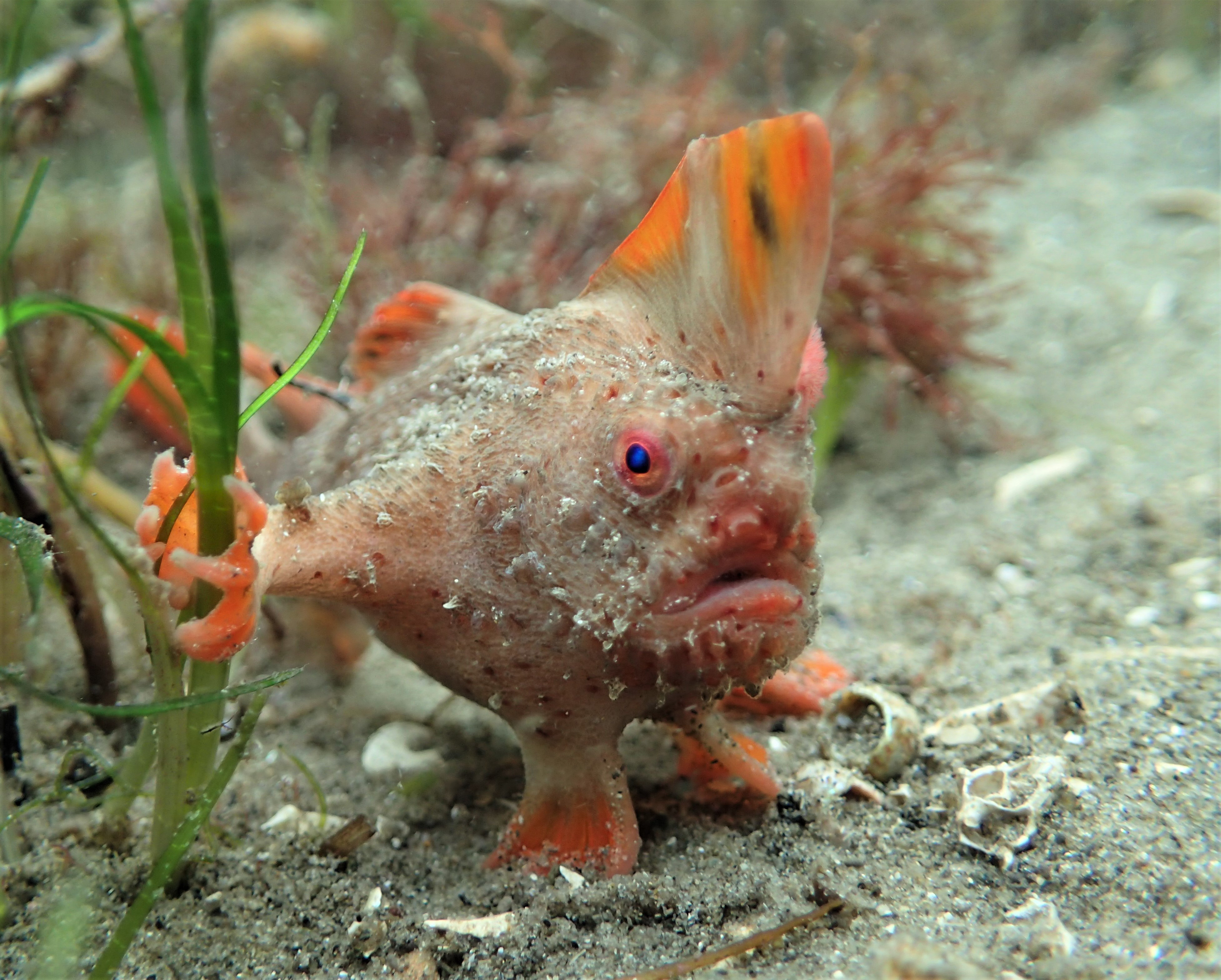 Un poisson main rouge s'accrochant à une plante avec sa main orange en regardant l'objectif.