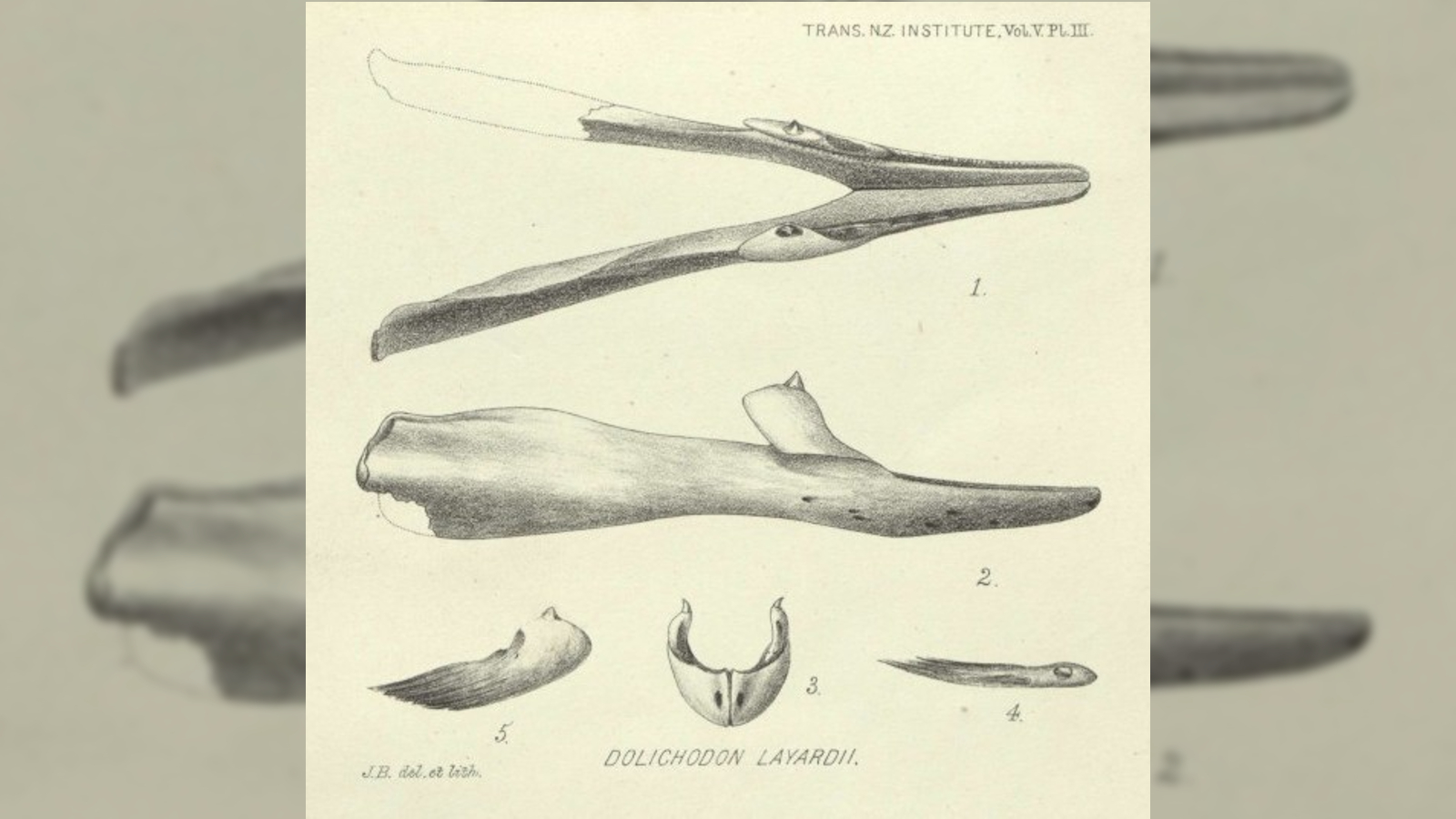 Un diagramme des os du crâne de baleine datant des années 1800