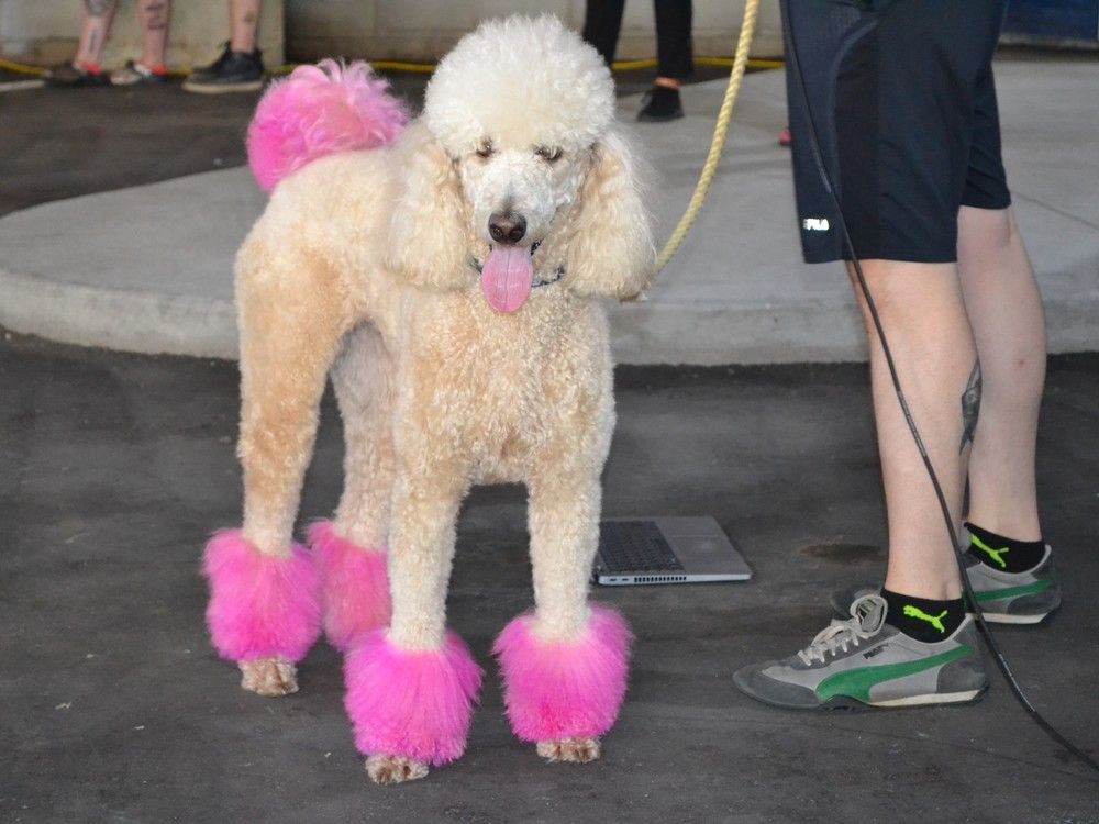 Caniche avec des accessoires roses
