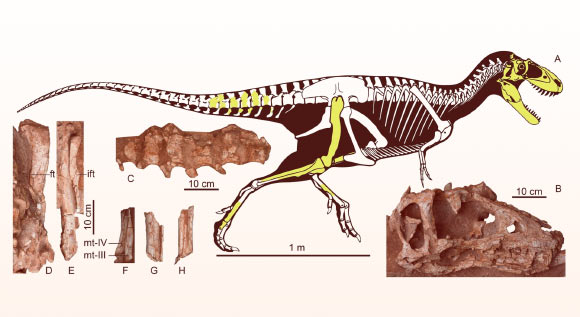 Les restes fossiles d'Asiatyrannus xui, le premier tyrannosaure à museau profond de la ville de Ganzhou, dans le sud-est de la Chine. Crédit image : Zheng et al., doi: 10.1038/s41598-024-66278-5.