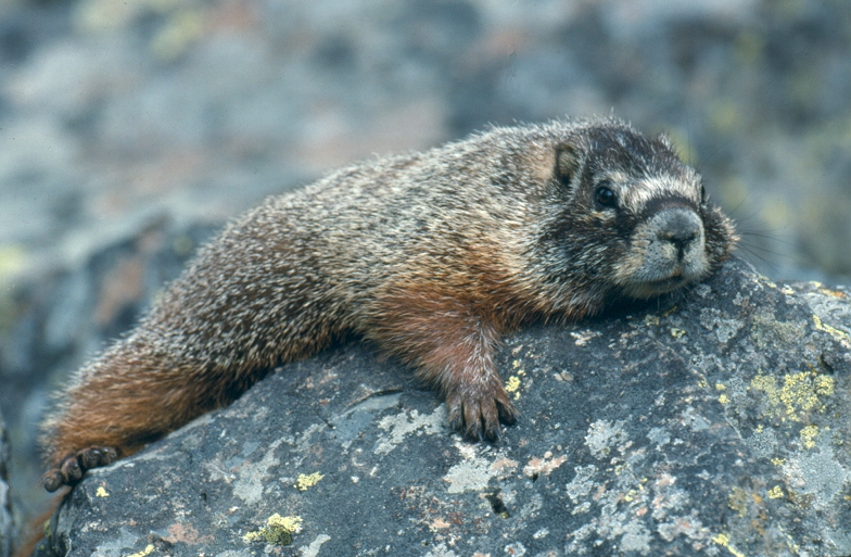 une marmotte allongée sur une roche