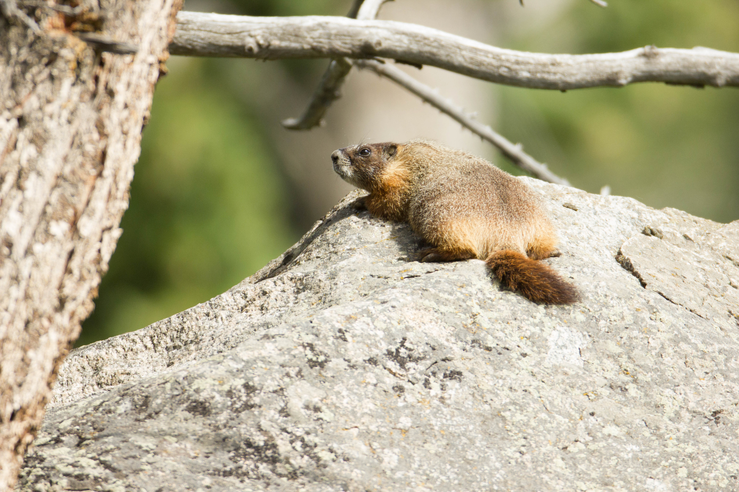 une marmotte allongée sur un rocher