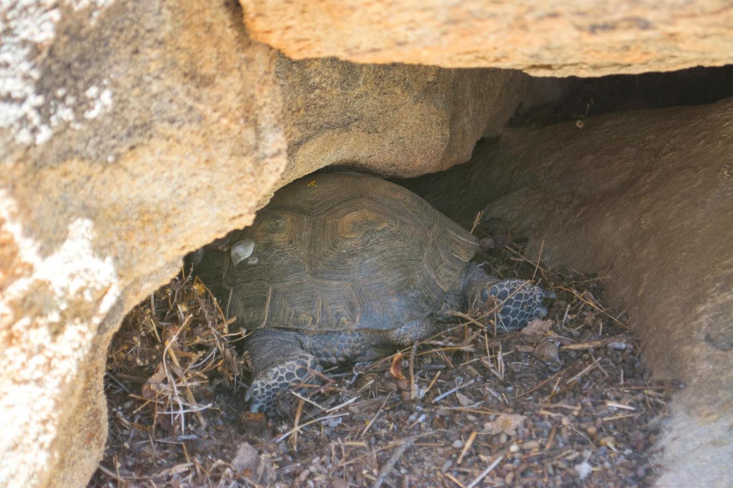 un derrière de tortue et ses pattes arrière dépassent d'un rocher