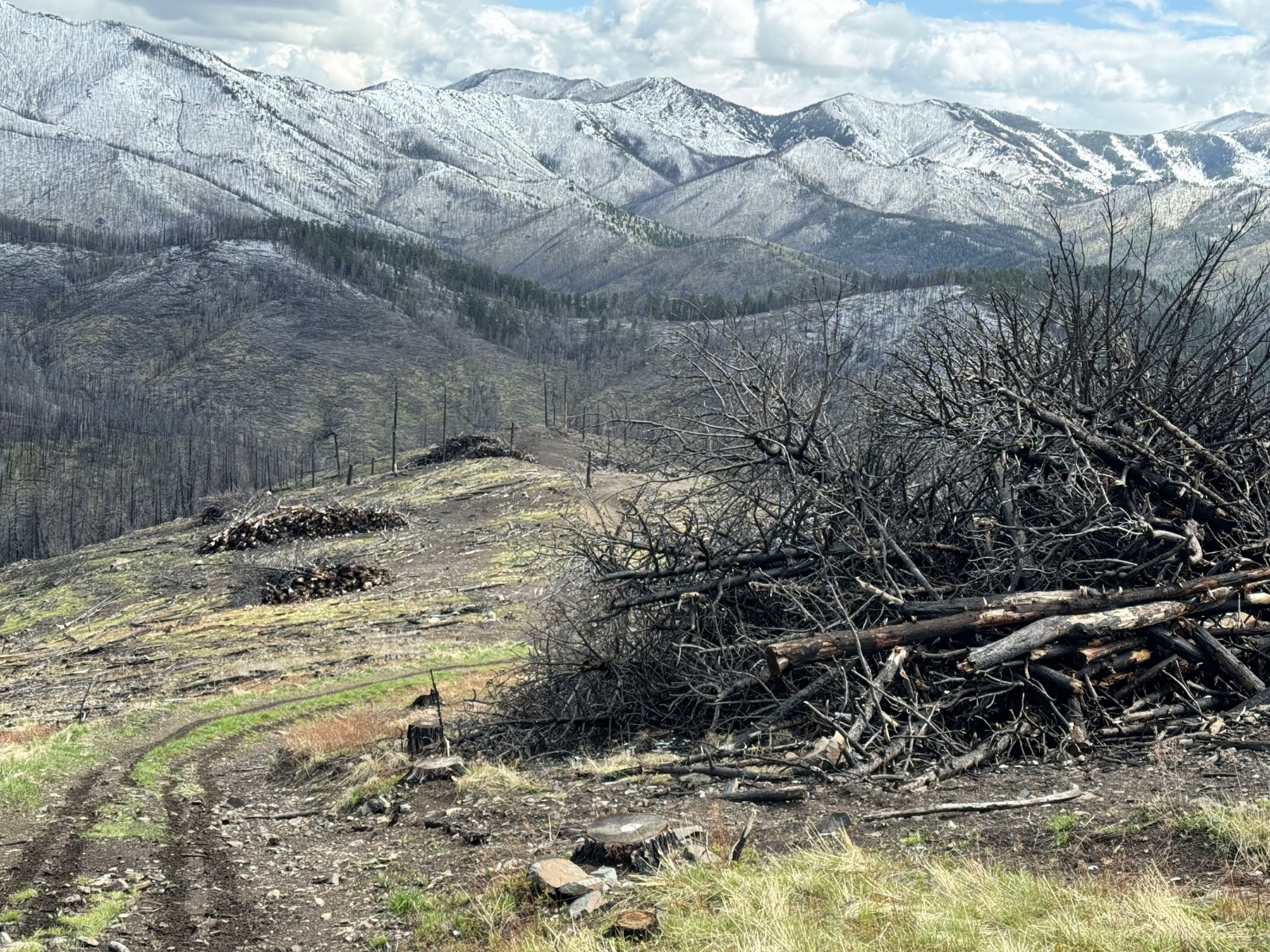 Vue d'ensemble des terres forestières brûlées dans le Montana, avec un tas de débris ligneux au premier plan et des montagnes en arrière-plan