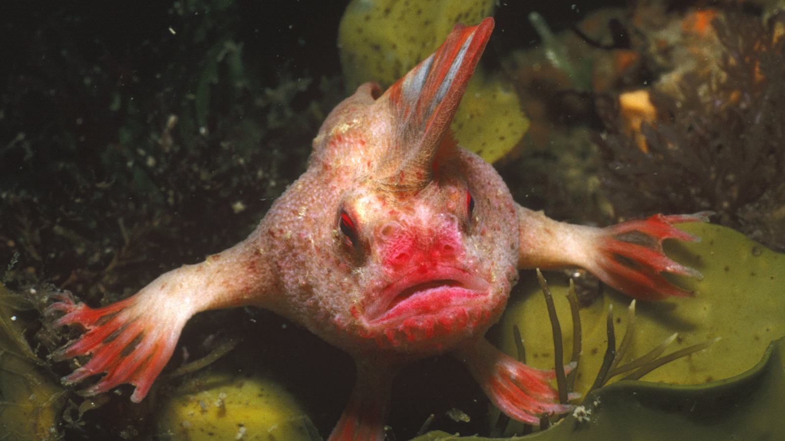 Le poisson main rouge se tient sur des macroalgues aquatiques