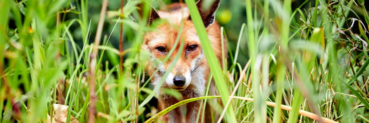 Le Muséum d’Histoire Naturelle s’associe à AWS pour revitaliser et protéger la nature urbaine !