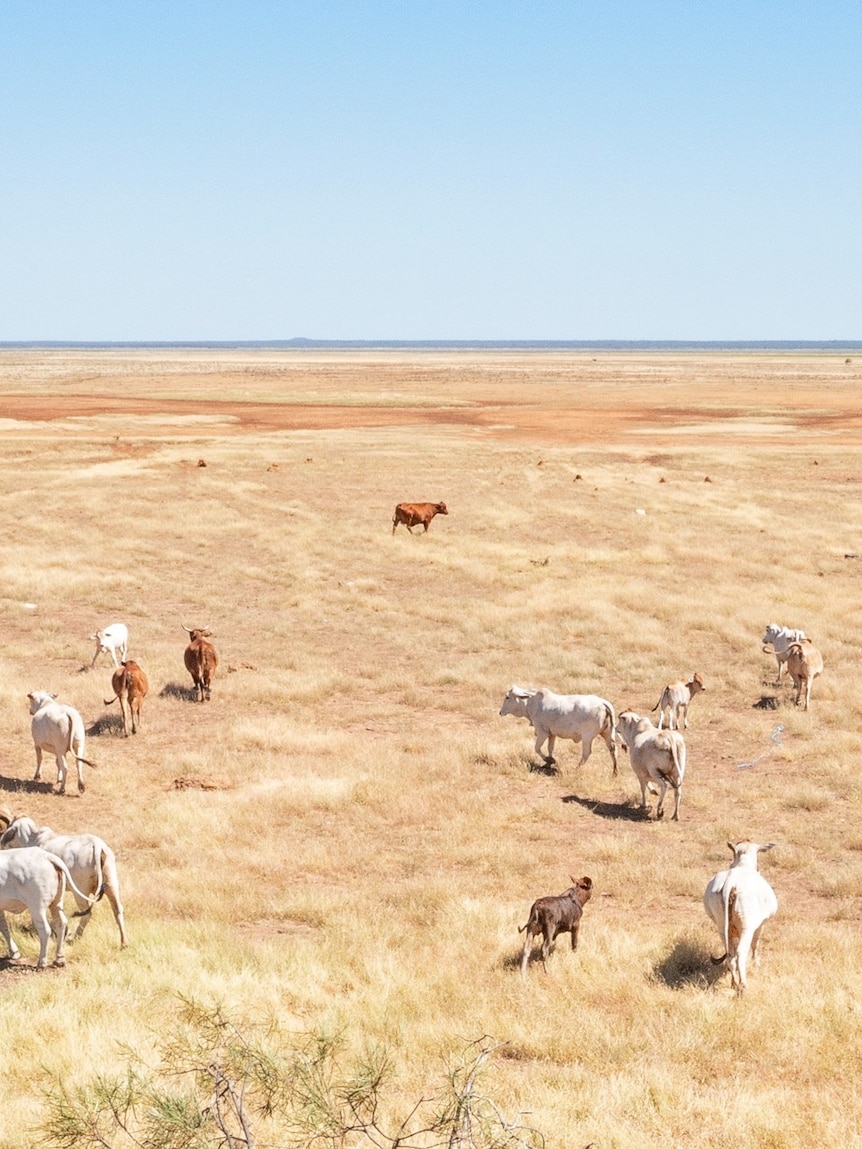 L’une des plus anciennes stations de cattle de Kimberley s’apprête à passer sous pavillon canadien !