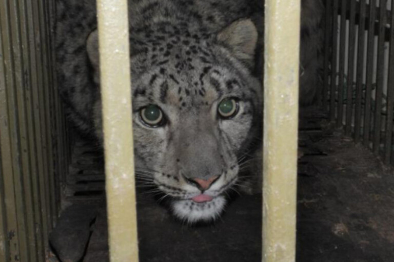 Le léopard des neiges « perdu » restera au zoo de Katmandou, annoncent les autorités