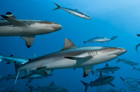 Des océans sans requins : un écosystème en danger !