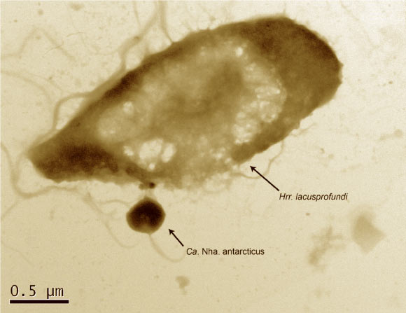 Des Archées Antarctiques Agissent Comme des Parasites, Révèlent des Microbiologistes