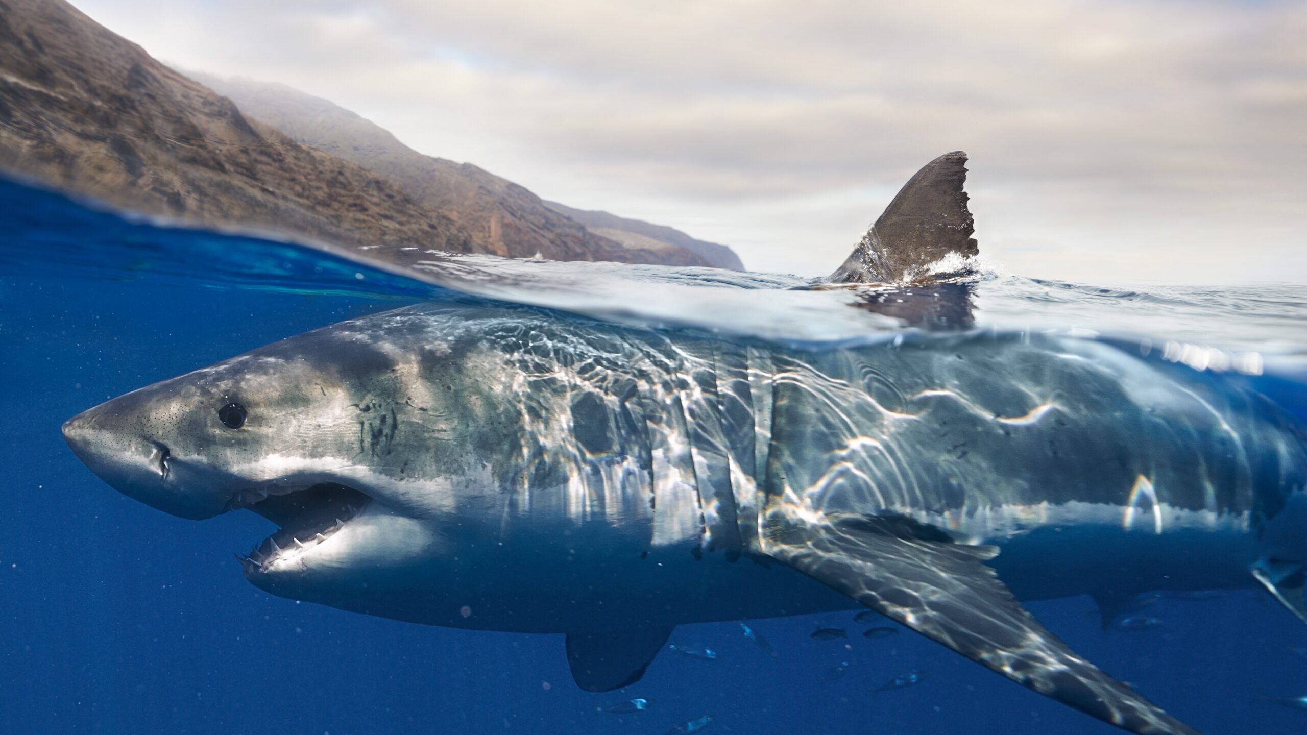 Les grands requins blancs : trois populations isolées depuis 200 000 ans, sauf un hybride mystérieux découvert dans le Triangle des Bermudes !