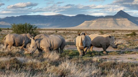 Les meilleurs endroits pour observer la conservation des rhinocéros en action