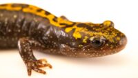 Une salamandre rare en lutte contre l’extinction : un symbole puissant de la conservation