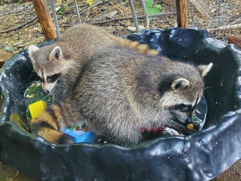 Un raton laveur apprivoisé saisi : direction la réhabilitation pour retrouver sa vie sauvage !