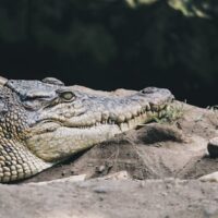 Des crapauds contaminés au secours des crocodiles australiens !