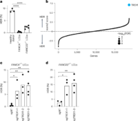 L’augmentation de l’activité de TREX1 booste la recombinaison homologue médiée par CRISPR-Cas9 !