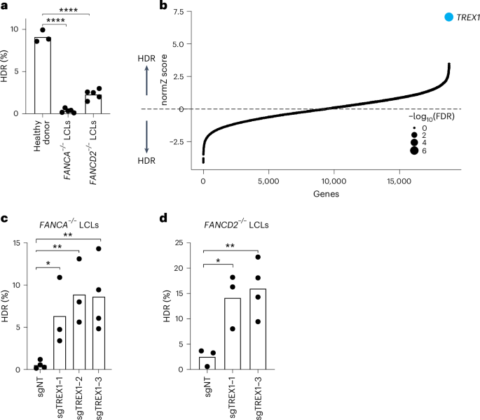 L’augmentation de l’activité de TREX1 booste la recombinaison homologue médiée par CRISPR-Cas9 !