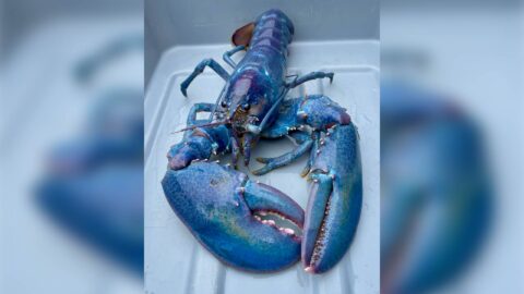 Un homard « barbe à papa » d’une chance sur 100 millions capturé au large du New Hampshire, vivant et en pleine forme à l’aquarium !