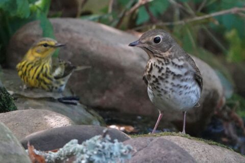 Explorer le voyage plutôt que la destination : de nouvelles perspectives sur les migrations des oiseaux chanteurs