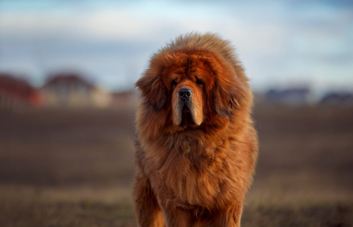 Les chiens de compagnie : un luxe devenu inabordable pour les familles américaines en 2024 ? Découvrez les coûts hallucinants de leur entretien !