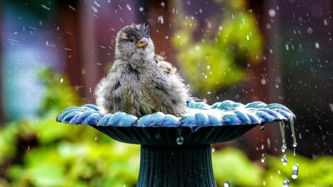 Les meilleures baignoires pour oiseaux en 2024 : un havre de paix pour vos amis à plumes !