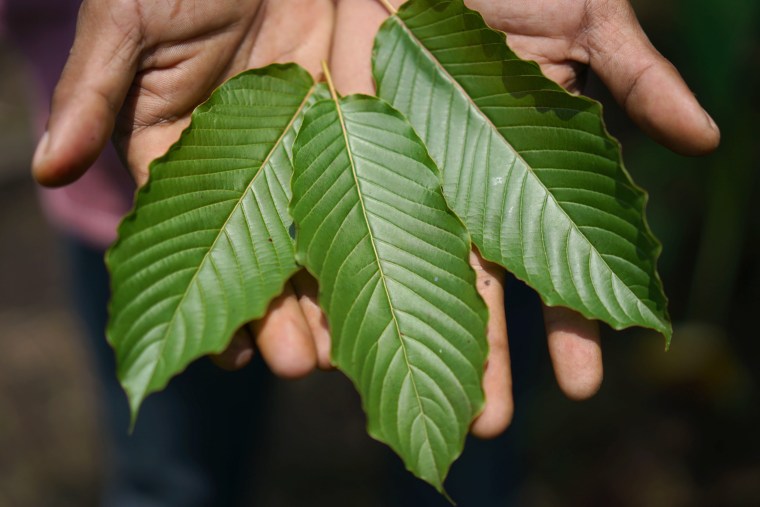 Image : Feuilles de kratom exposées à Pontianak, Indonésie, le 5 mai 2018.