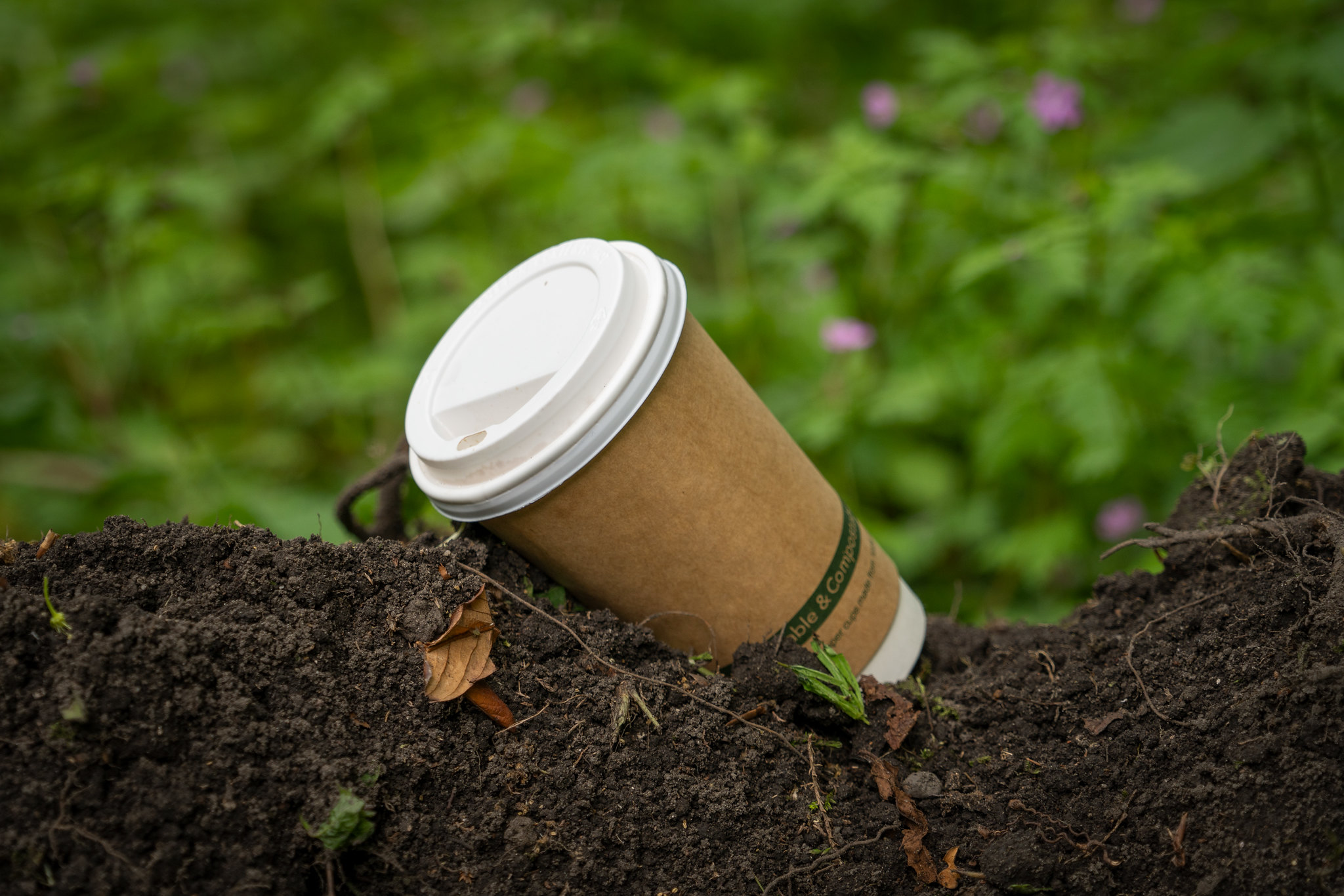 actualité Un gobelet à café biodégradable sur un sol humide